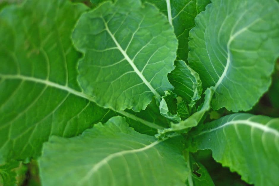 Gumbo Z'herbes (New Orleans Green Gumbo)