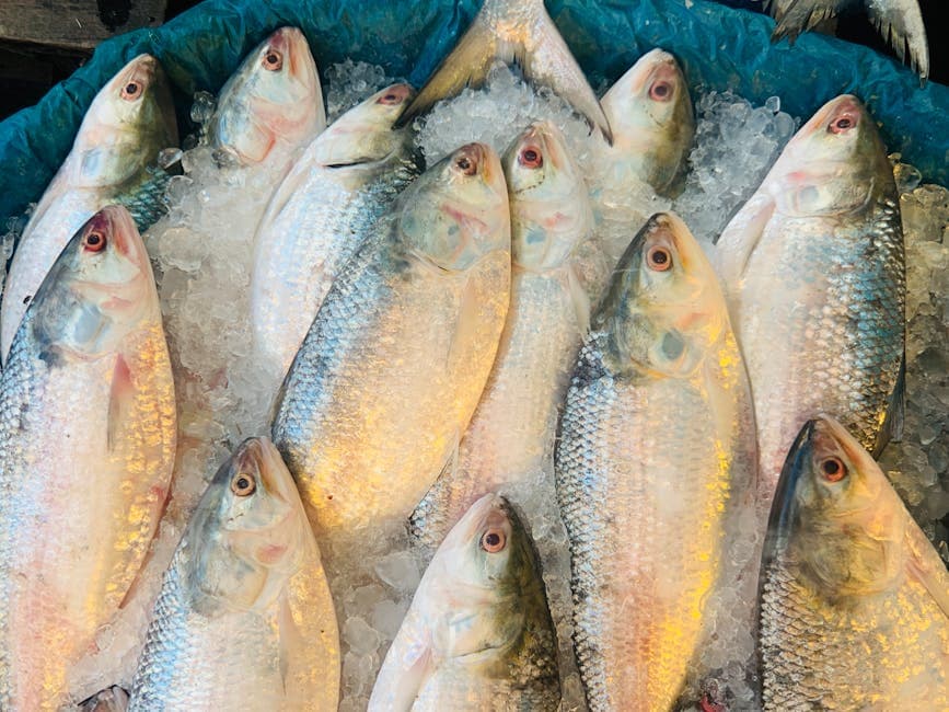 Hilsa Bhapa