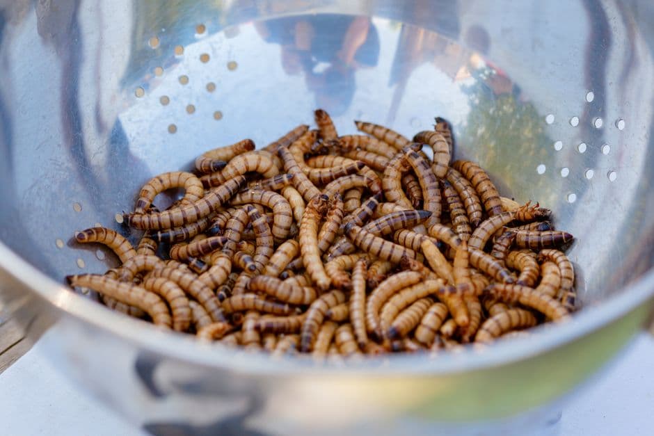 Phane (Mopane Worms)