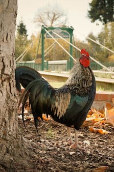 Poulet Nyembwe