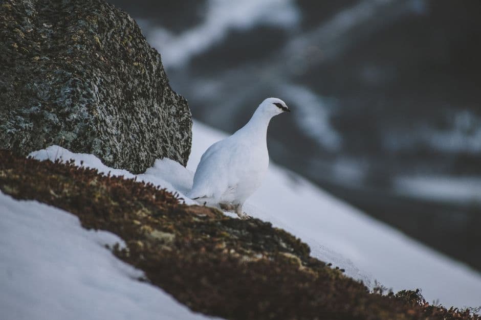 Ptarmigan with Crowberries and Cream