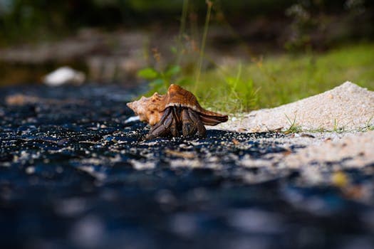 Coconut Crab