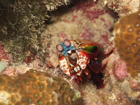 Apigigi
