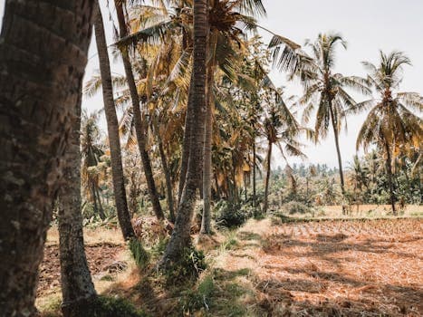 Comorian Coconut Rice