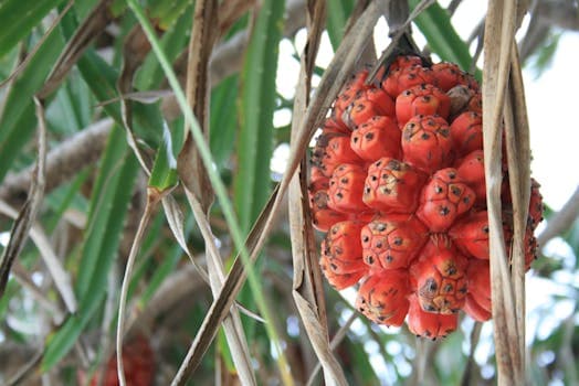 Micronesian Pandanus Rice