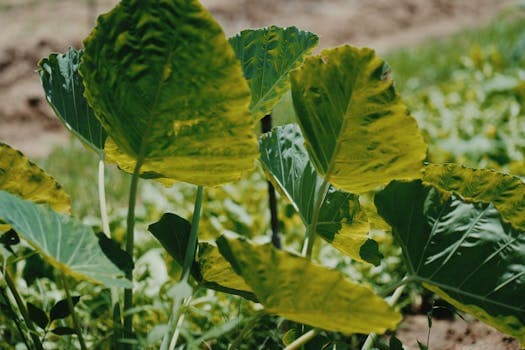 Papuan Taro Leaf Stew