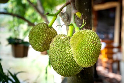 Solomon Islands Coconut Breadfruit