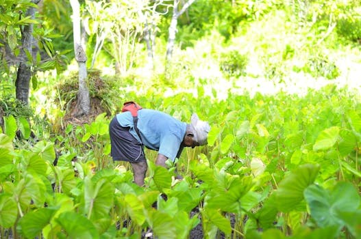 Solomon Islands Coconut Taro Crisps