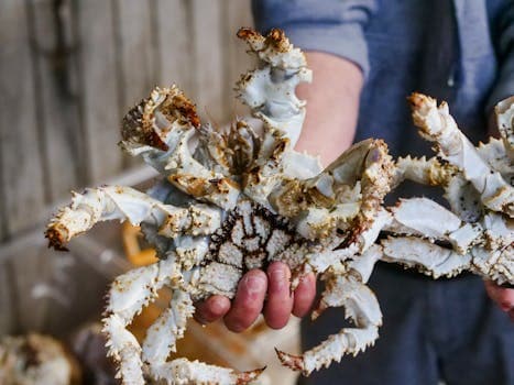 Svalbard King Crab