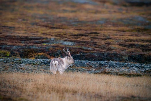 Svalbard Reindeer Stew