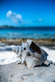 Turks & Caicos Çatlak Deniz Kabuğu