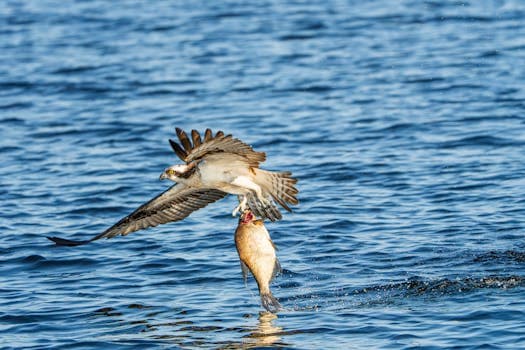 Cou-Cou and Flying Fish