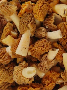 Bresse Chicken with Morels — Bocuse-Inspired