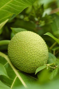 Breadfruit Po'e