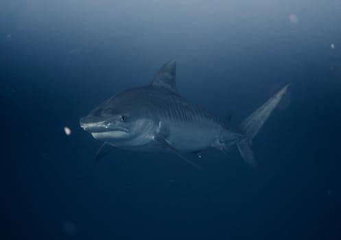 Shark Chutney